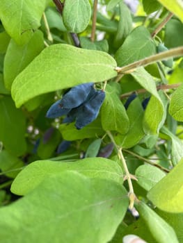 Branch with ripe blue berries against a backdrop of greenery, symbolizing the beauty of nature and cultivation. Leaves and fruit create a striking contrast with the rustic building in the background.