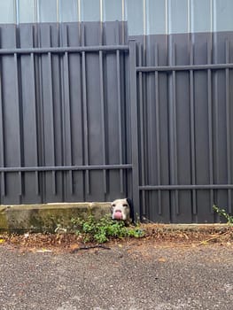 Curious dog peeks through a small gap in a metal fence, capturing a moment of unexpected charm. Pet concept.