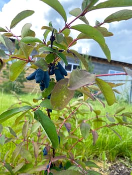 Branch with ripe blue berries against a backdrop of greenery, symbolizing the beauty of nature and cultivation. Leaves and fruit create a striking contrast with the rustic building in the background.
