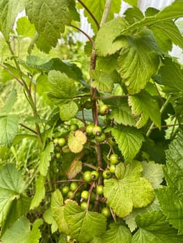Vibrant currant bush with clusters of unripe green berries nestled among lush green leaves, illustrating the early stages of fruit development. Natural setting highlights the freshness and vitality of garden life.