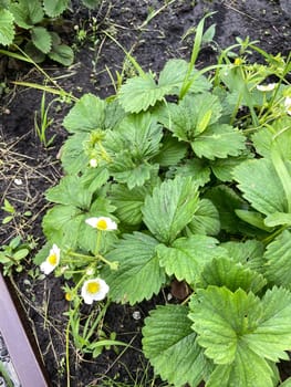 Lush strawberry plant with delicate white flowers thriving in the garden, representing the essence of gardening and natural growth. vibrant green leaves contrast beautifully with the soil, capturing the essence of freshness and vitality.