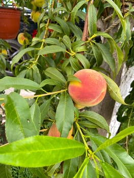 Ripe peach hangs delicately from a lush green branch, surrounded by vibrant leaves, capturing the essence of summer's bounty. Simple beauty and abundance of nature in a garden setting