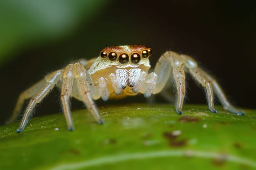 A small spider with prominent eyes is perched on a vibrant green leaf surrounded by lush foliage under the sunlight.