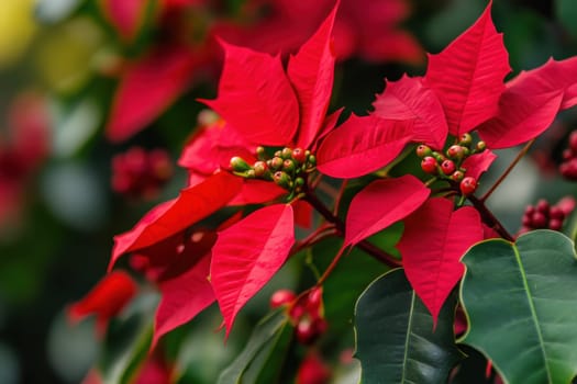 Bright red poinsettia flowers and buds thrive in a sunny garden showcasing their festive beauty during the winter holiday season.