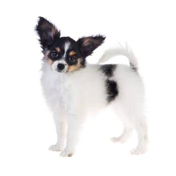 Papillon puppy standing on a white background