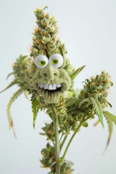 cannibis buds with a happy realistic face on a cannibis plant . AI generative.