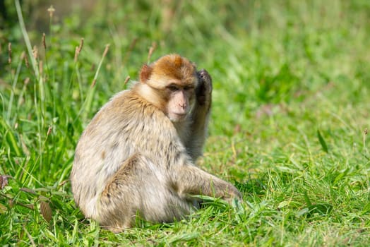 Barbary macaque ape, rhesus monkey, wildlife of North Africa, habitat jungle