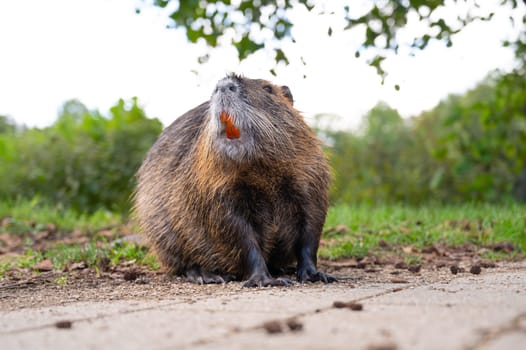 Nutria river rat, coypu herbivorous, semiaquatic rodent family Myocastoridae on the meadow, wildlife animals, habitant wetlands
