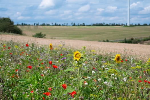 Meadow with sunflower and poppy flowers, blooming wildflower field, nature in summer, environment and ecology concept