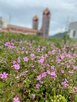 Field of delicate pink flowers blooms vibrantly in the foreground, with blurred buildings providing a backdrop under a cloudy sky. Balance between nature and architecture highlights the coexistence of urban and natural elements.