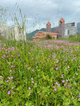 Field of delicate pink flowers blooms vibrantly in the foreground, with blurred buildings providing a backdrop under a cloudy sky. Balance between nature and architecture highlights the coexistence of urban and natural elements.