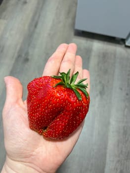 Large vibrant red strawberry rests in the palm of a hand, exemplifying the beauty and bountifulness of fresh produce. Vivid detail in the strawberry texture and color highlights its ripeness and appeal.