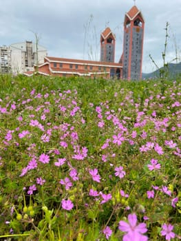 Field of delicate pink flowers blooms vibrantly in the foreground, with blurred buildings providing a backdrop under a cloudy sky. Balance between nature and architecture highlights the coexistence of urban and natural elements.