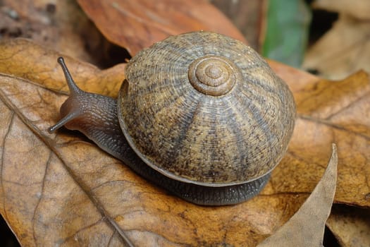 A snail slowly moves across dry autumn leaves blending into the natural forest environment showcasing its textured shell and delicate movement.