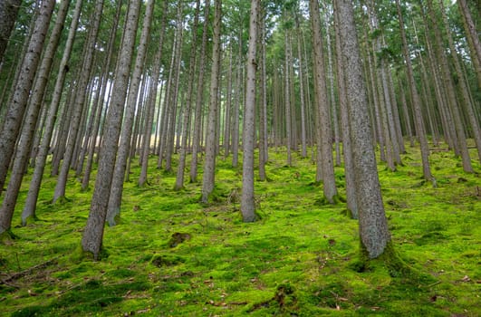 Forest, trunks of fir trees, summer woodland in Germany, green moss, climate and environmental issues