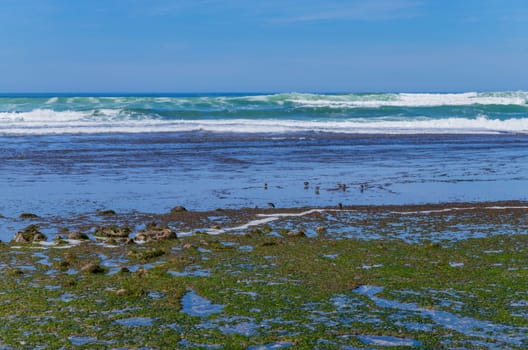 birds at Praia do sul beach, Ericeira, Sintra, Lisbon coast, Portugal