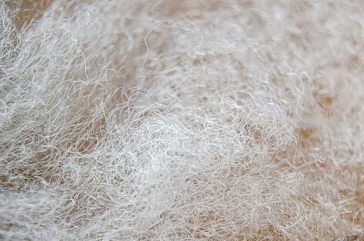 Close up of white cotton suitable for wallpaper design.