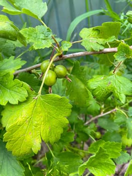 Unripe berries hang from a delicate branch surrounded by lush green leaves, embodying the promise of future harvest. The vibrant foliage captures the essence of early summer growth and vitality.