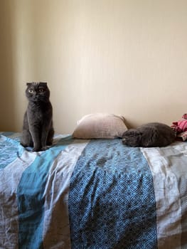 Curious cat sits alertly on a cozy bed, while another feline rests peacefully nearby, embodying serenity and companionship in a domestic setting. Contrasting postures highlight the playful yet calm nature of cats at home.
