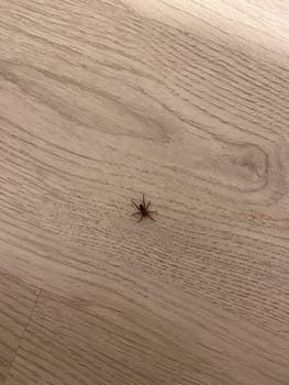 Lone spider rests on a wooden floor, creating a stark contrast between its delicate form and the expansive backdrop