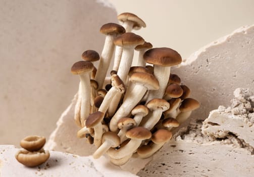 Cluster of fresh raw brown poplar mushrooms or velvet pioppini mushrooms (Cyclocybe aegerita) on beige stones closeup. Cultivated edible mushrooms, healthy vegan food