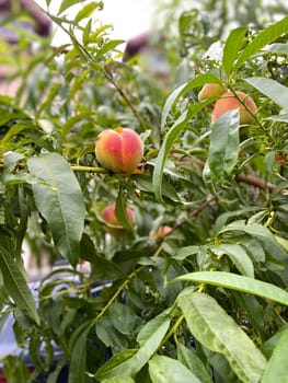 Ripe peach hangs delicately from a lush green branch, surrounded by vibrant leaves, capturing the essence of summer's bounty. Simple beauty and abundance of nature in a garden setting