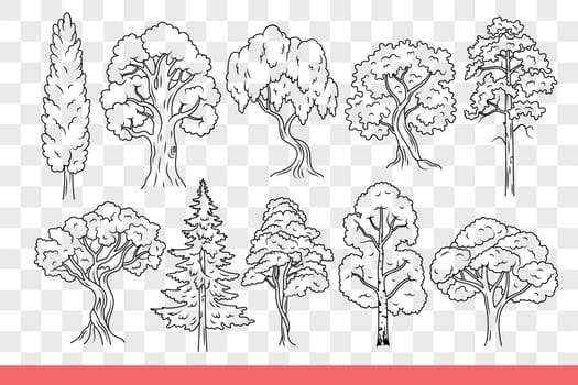 Trees with bushy crown of summer foliage, growing in city parks or wild wooded areas. Collection of trees of different varieties, with evergreen fir or birch with spring petals. Hand drawn.