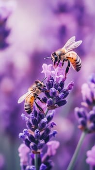 Macro shot of two honeybees collecting nectar from vibrant purple lavender flowers, showcasing the intricate details of the insects and blossoms.