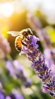 Close up of a honeybee gathering nectar from a purple lavender flower, highlighting the intricate details of both insect and plant in warm sunlight.