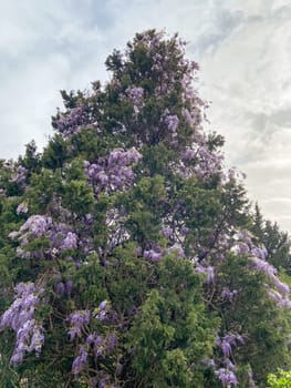 Lush tree adorned with vibrant purple flowers stands tall against a cloudy sky. Essence of spring with its display of natural beauty and color.