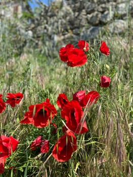 Field of vibrant red poppies blooms amidst green grass under a bright blue sky. Delicate flowers stand out against the backdrop of nature, creating a picturesque and serene landscape.