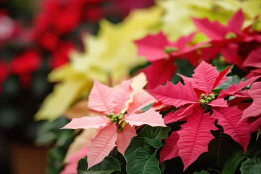 Bright red and cream poinsettia plants are arranged together showcasing their colorful leaves during the holiday season.