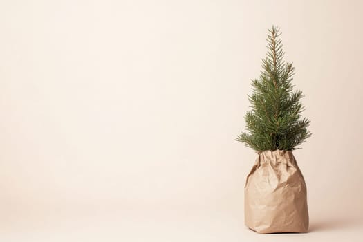 A small evergreen tree is nestled in brown paper adding a touch of nature to a simple interior space with a neutral background.