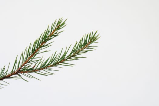 A green pine branch showcases needle like leaves set against a clean white background highlighting its natural beauty and detail.