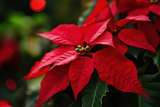 Vibrant red poinsettia flowers display their beauty against a lush green backdrop perfect for enhancing holiday decorations.