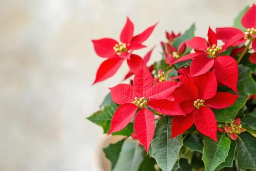 A vibrant red poinsettia plant showcases its beautiful flowers and green leaves bringing festive cheer to the indoor space.