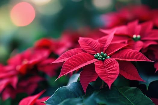 Clusters of bright red poinsettias with green centers thrive in a garden showcasing their beauty during the holiday season.