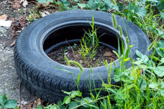 A tire is sitting in the grass with a plant growing out of it. The tire is black and the plant is green