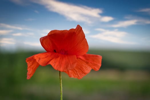 Corn poppy in a summer meadow with red petals. Wildflower from nature. Red splashes of color in green surroundings