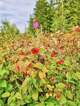 The picture shows a bush with ripe raspberries, surrounded by green foliage and grasses. Conifers and a single pink flower are visible in the background.