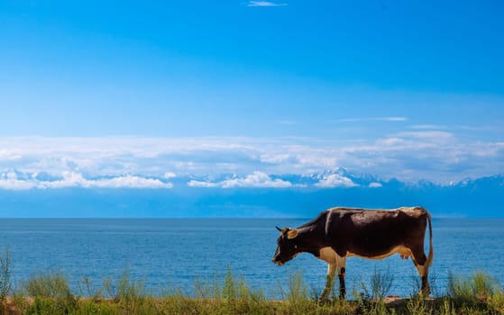 black cow with white belly walking along the road in front of lake with mountain range on the horizon at sunny summer day