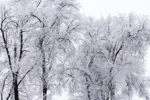 frozen tree branches covered with hoarfrost at overcast winter day