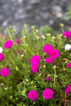 Rose purslane or rose moss is an ornamental plant. Beautiful pink flower blooming in the garden.