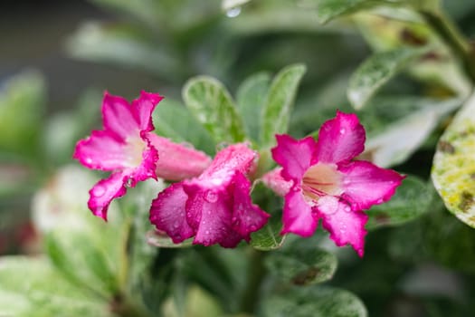 Pink Adenium flowers blooming on a natural background.