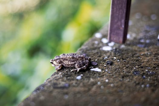 Asian common toad on the ground.