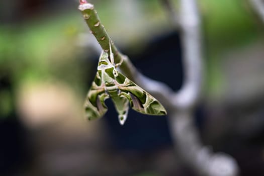 A Rustic Sphinx moth at rest on a tree branch as seen from front view.
