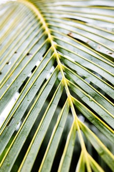 Coconut leaf texture. The green leaves of the coconut. Palm leaf.