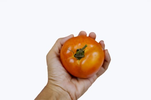 Tomato in the human hand isolated over white background.