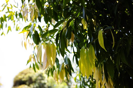 Young shoots of growing mango trees.