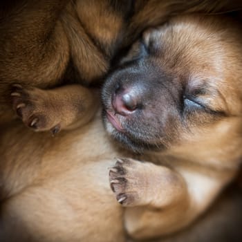 Newborn brown puppy with happy face lying on back and sleeping
